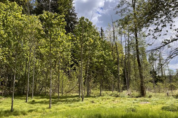 Wald Mitteraubach