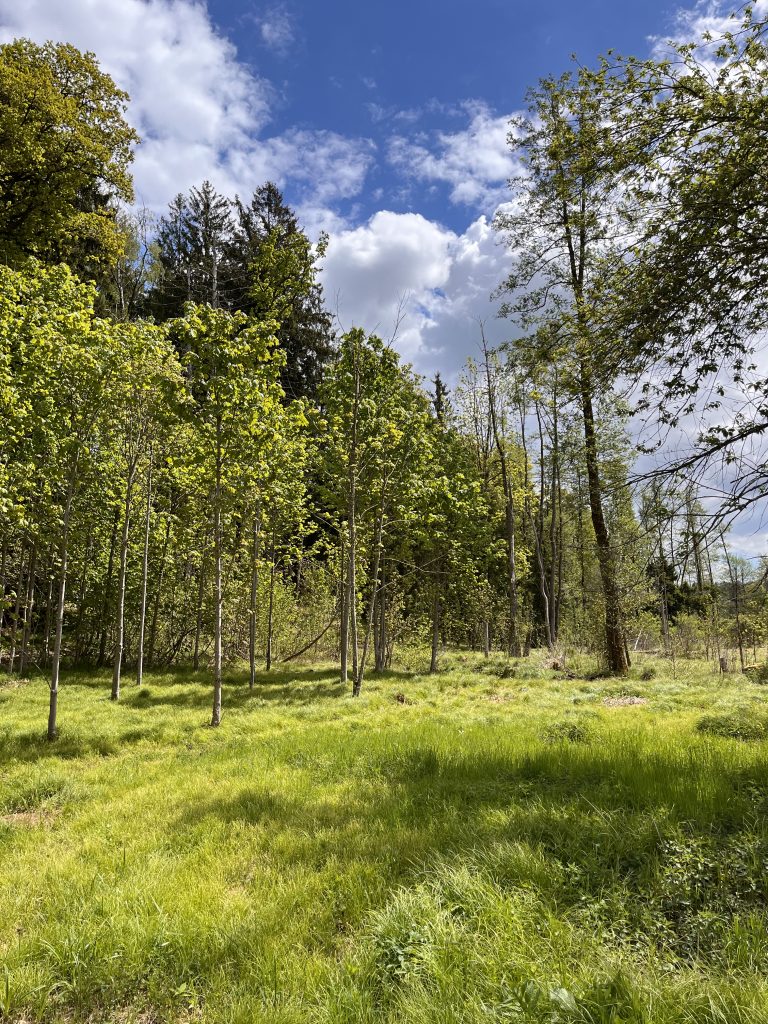Wald Mitteraubach